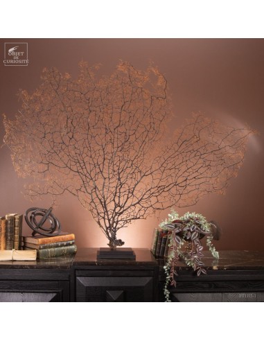 Large black sea fan, 140cm on oak