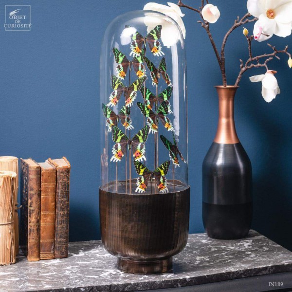 10 butterflies URANIA RIPHEUS in capsule glass
