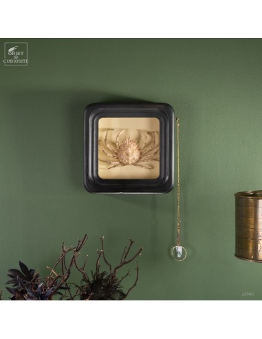 Araignée de mer de Méditerranée dans...