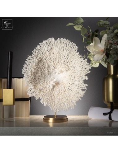 Corail blanc Table sp. ACROPORA...