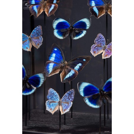 9 papillons bleus dans globe rectangulaire