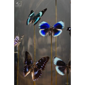 13 blue butterflies under oval glass, brass base 2