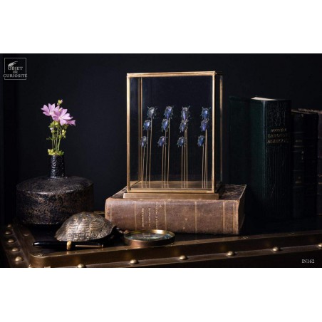 12 buprestes violets de Madagascar globe rectangle, base laiton