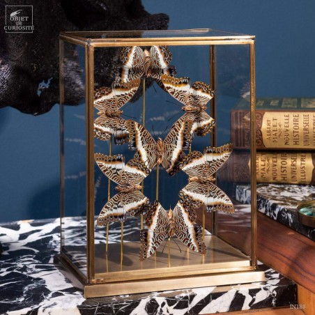 7  butterflies CHARAXES BRUTUS  in rectangular glass