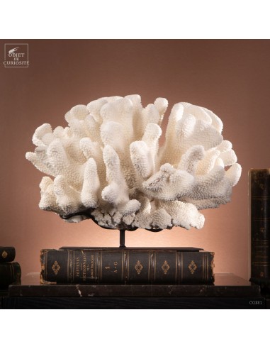 Corail choux fleur -POCILLOPORA EYDOUXI-