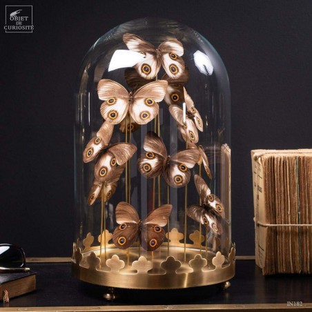 11 TAENARIS URANIA butterflies under glass