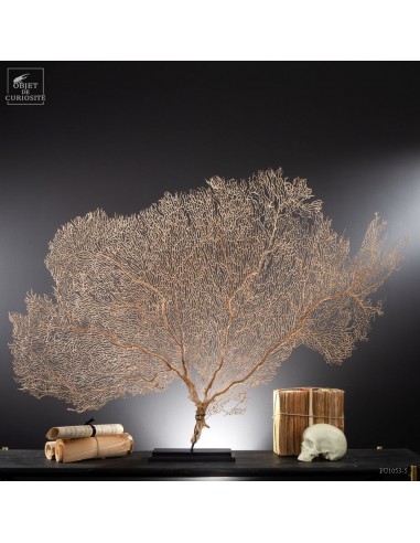 White sea fan 115cm on black base