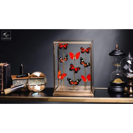 9 papillons rouges sous globe rectangulaire