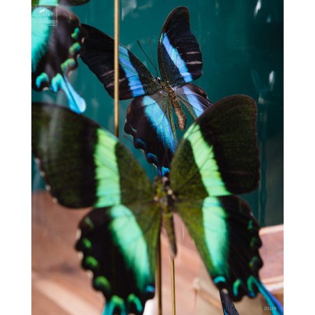 6 green Blumei butterflies in glass, brass base.
