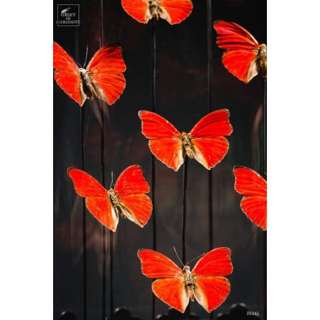 Globe oval de 13 papillons rouges galette en laiton noir