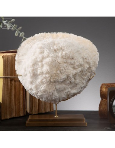 White coral HALOMITRA PILEUS