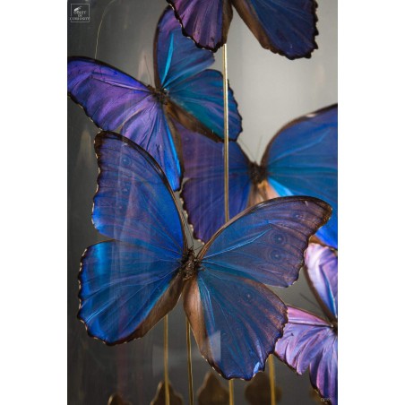 Cinq papillons morpho bleus sous globe oval - base laiton