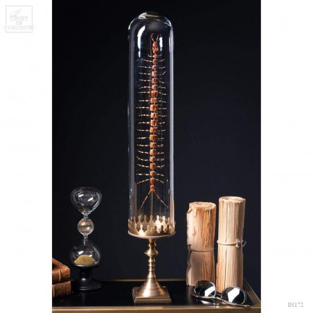 Fragmented centipede under glass with brass base