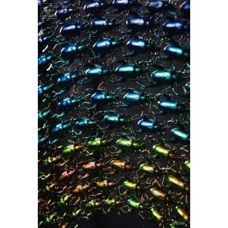 Variations de Sagra dans un cercle de laiton. Variations de Sagra dans un cercle de laiton.