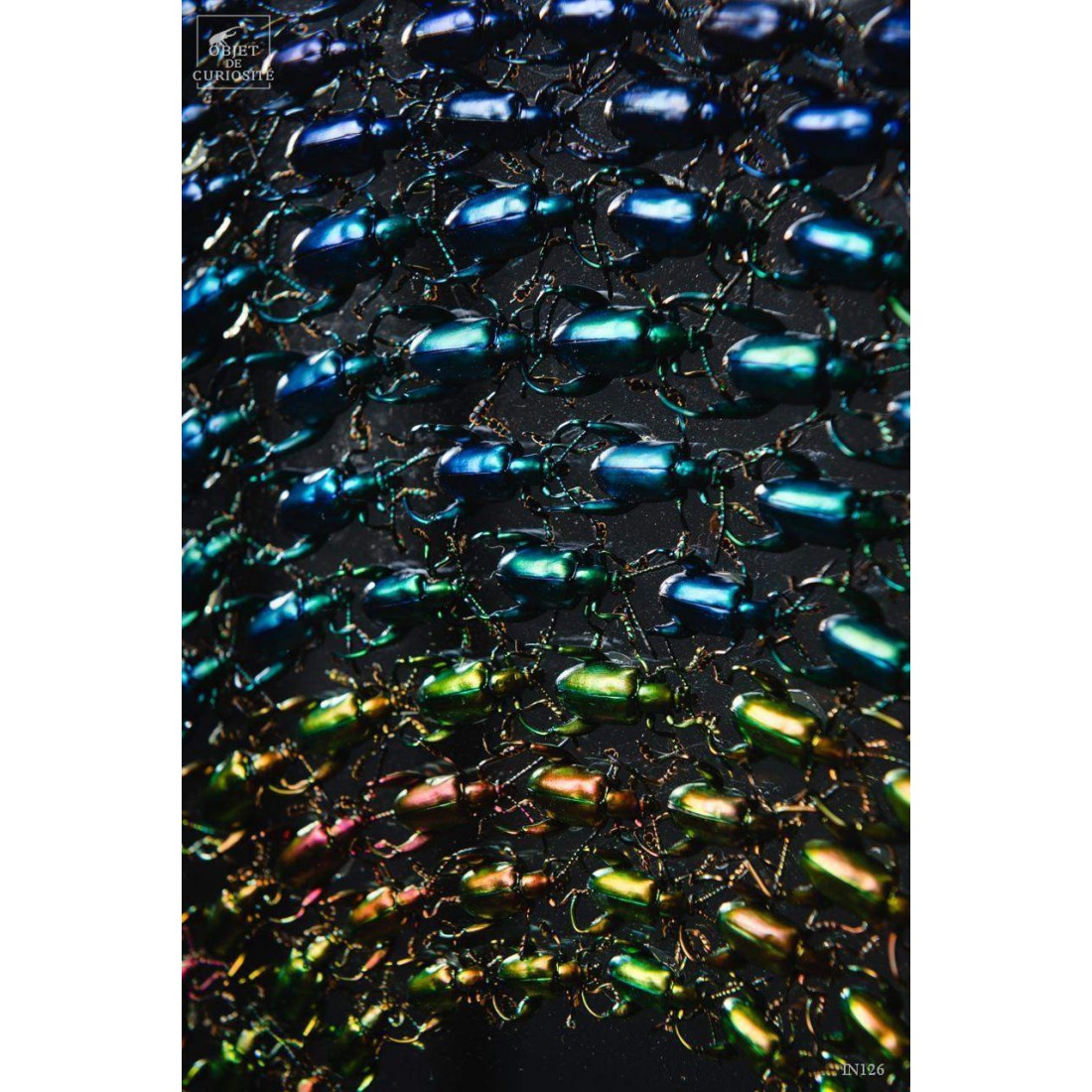 Variations de Sagra dans un cercle de laiton. Variations de Sagra dans un cercle de laiton.