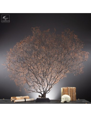 Gorgone noire 140cm de Large