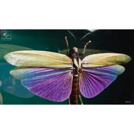 Criquet VIOLET dans reliquaire noir Criquet VIOLET dans reliquaire noir