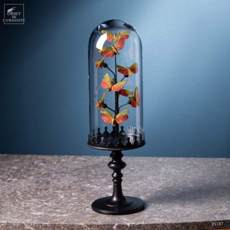 9 Saiva Cardinalis butterflies under glass