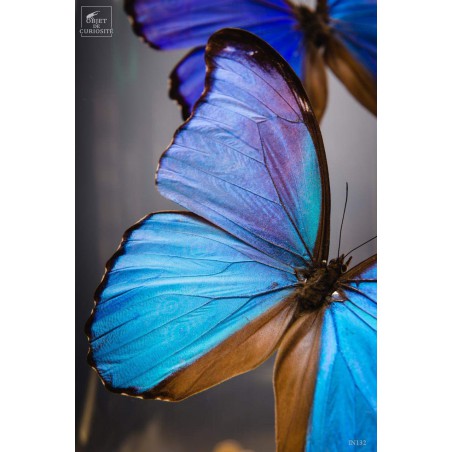 5 Morpho butterflies under round glass and brass