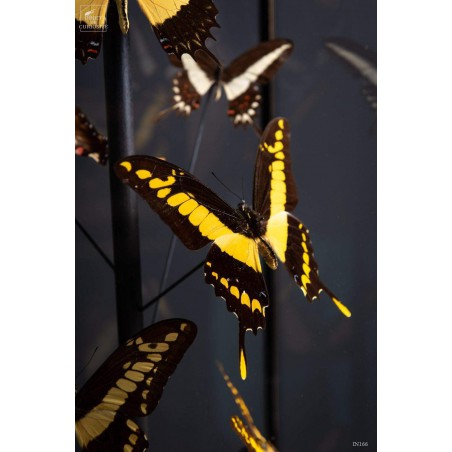 12 yellow butterflies under square glass
