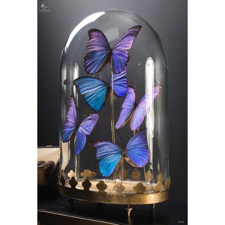 Cinq papillons morpho bleus sous globe oval - base laiton