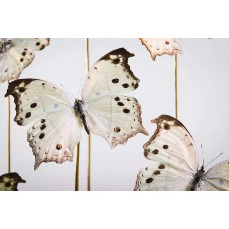 7 black  and white butterflies under oval glass