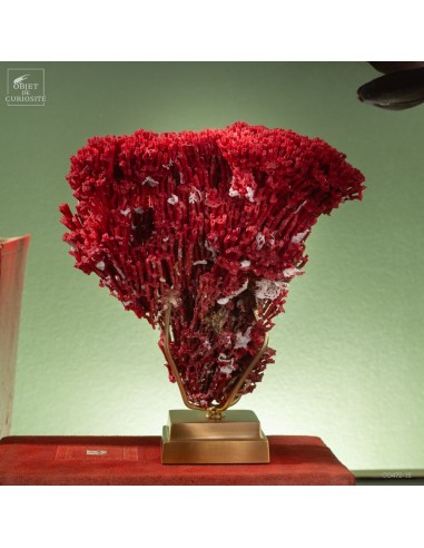 Red coral TUBIPORA MUSICA