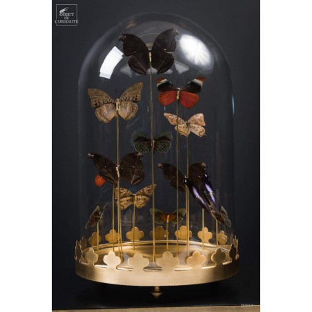 13 blue butterflies under glass, brass base