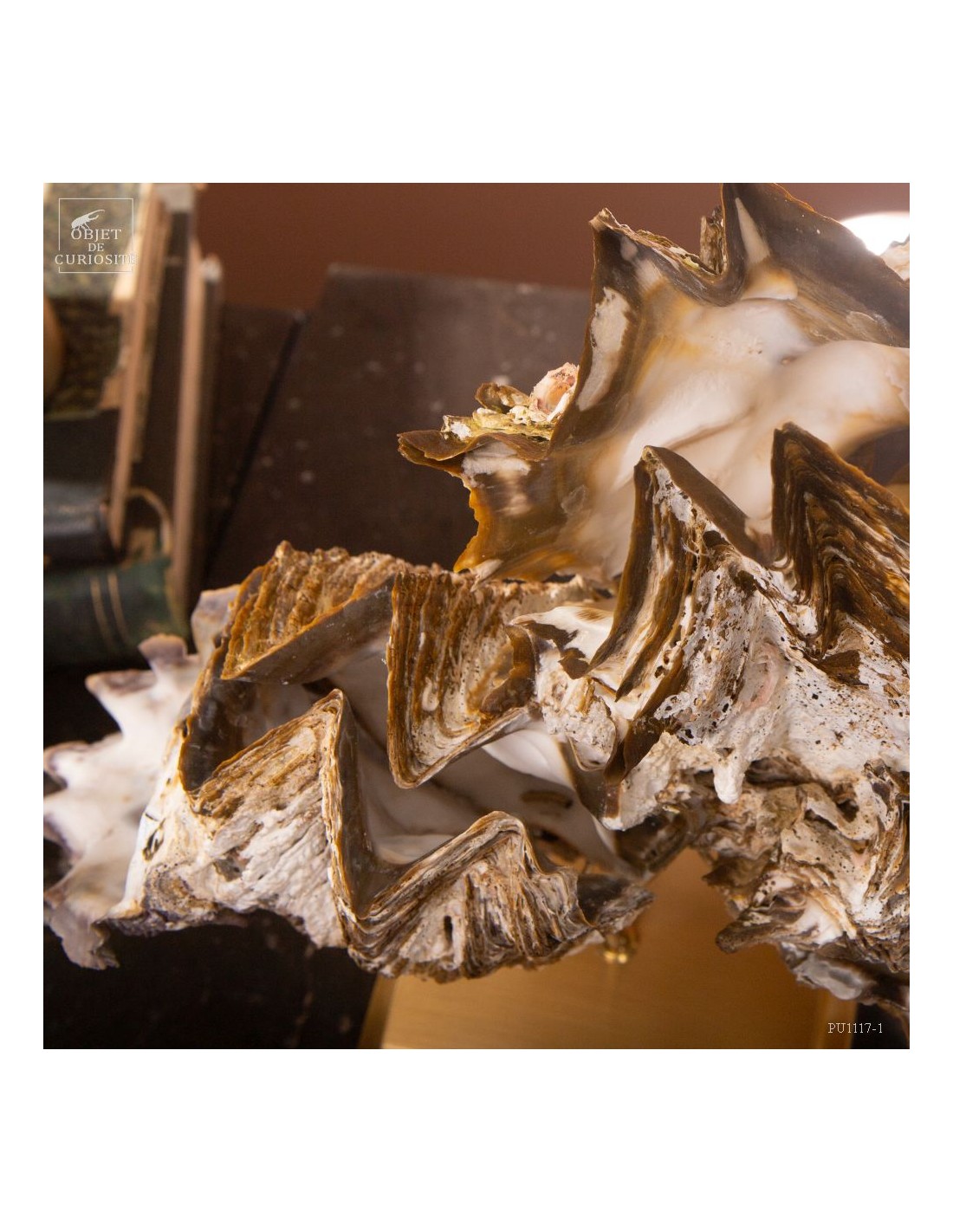 Huitre dentelée de Madagascar sur laiton Huitre dentelée de Madagascar sur laiton