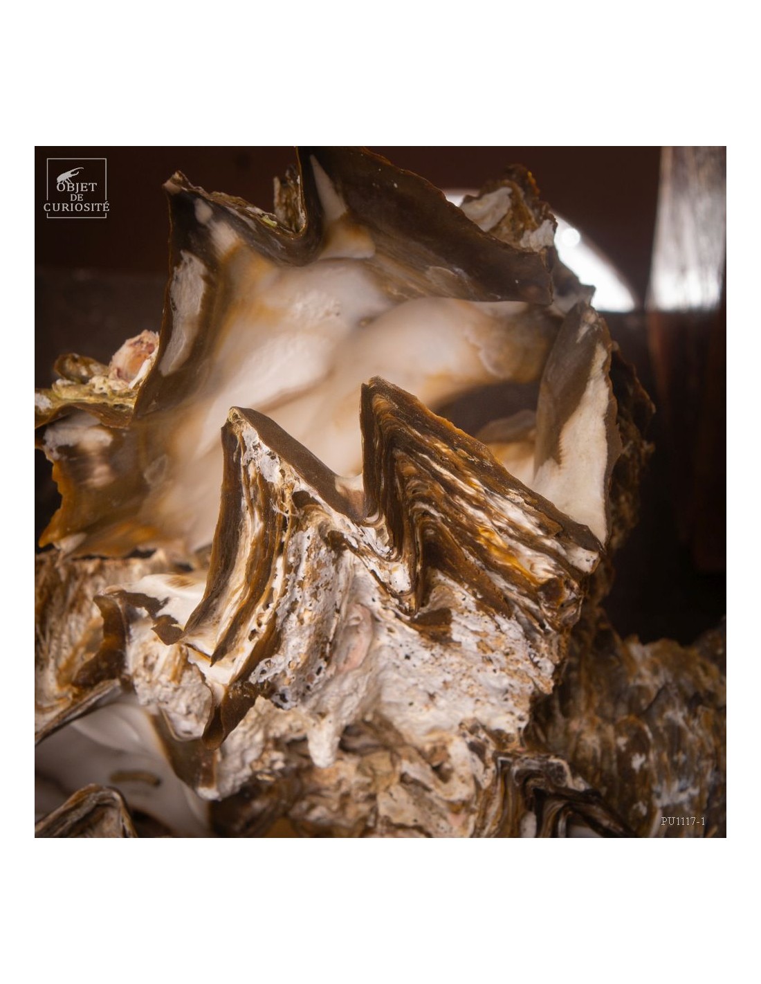 Huitre dentelée de Madagascar sur laiton Huitre dentelée de Madagascar sur laiton