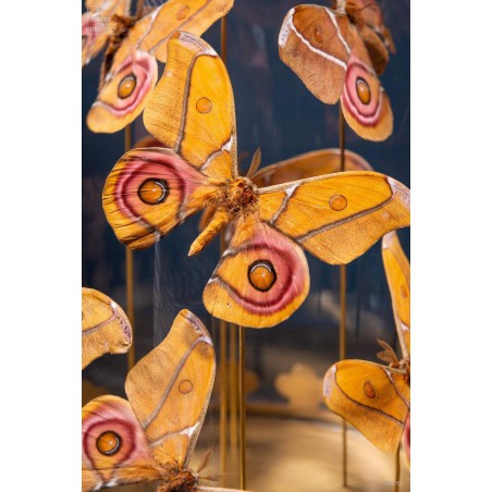 8 butterflies ANTHERINA SURAKA  with brass base