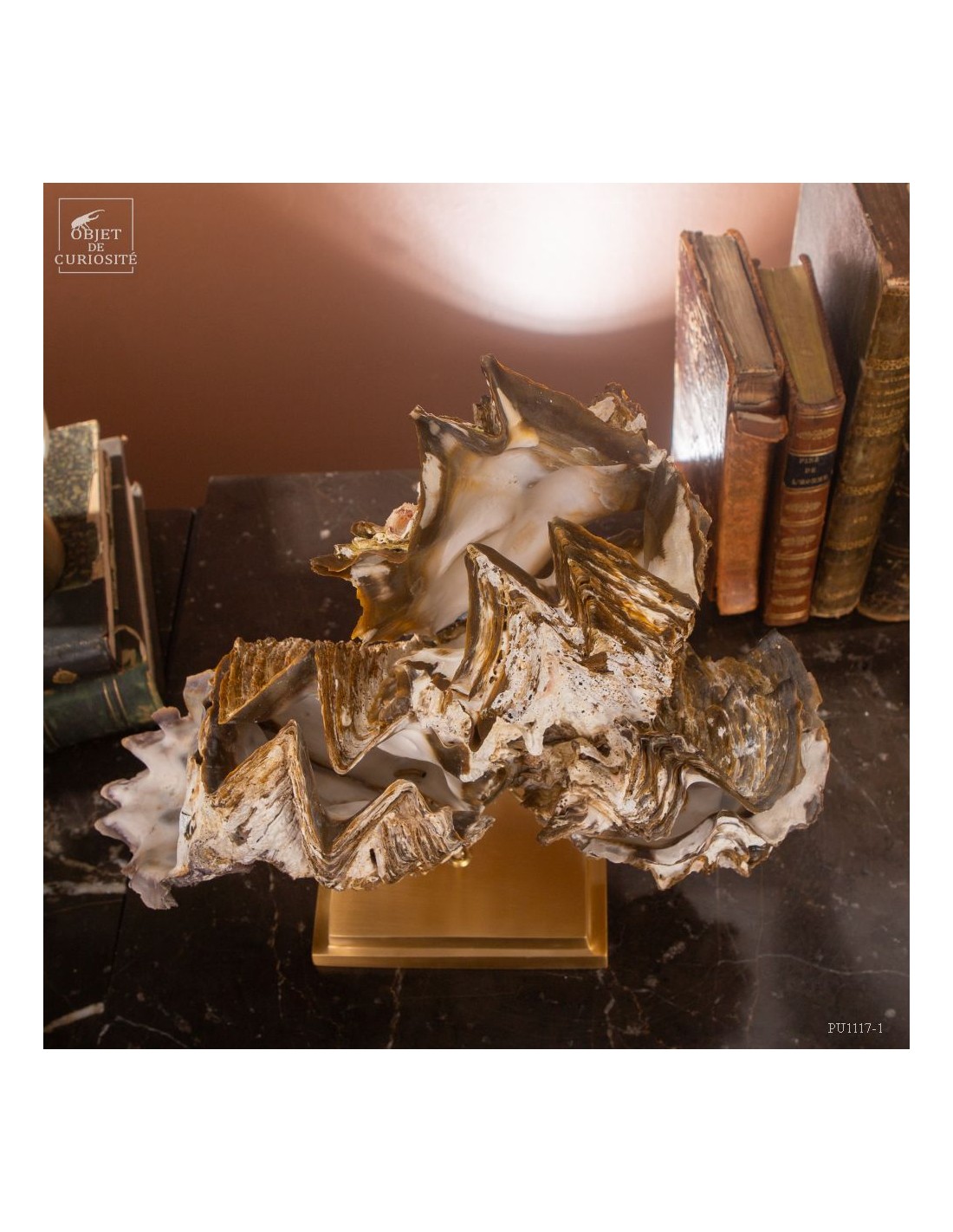 Huitre dentelée de Madagascar sur laiton Huitre dentelée de Madagascar sur laiton