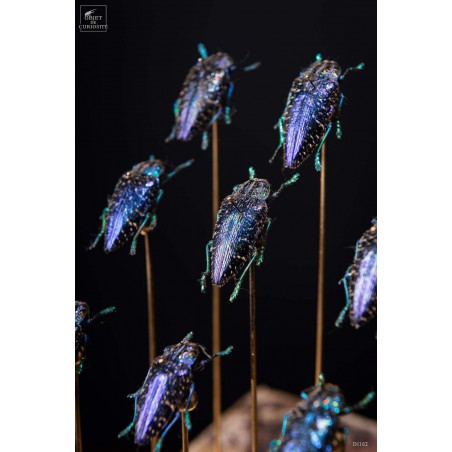 12 buprestes violets de Madagascar globe rectangle, base laiton