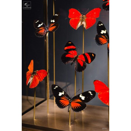 9 papillons rouges sous globe rectangulaire