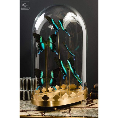 6 green Blumei butterflies, oval glass,brass base.