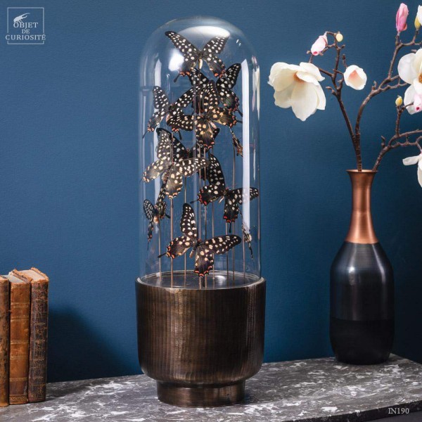 11  ANTENOR butterflies in capsule glass