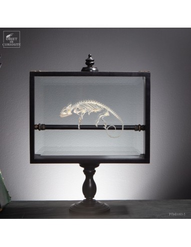 Squelette de Caméléon dans boite sur...