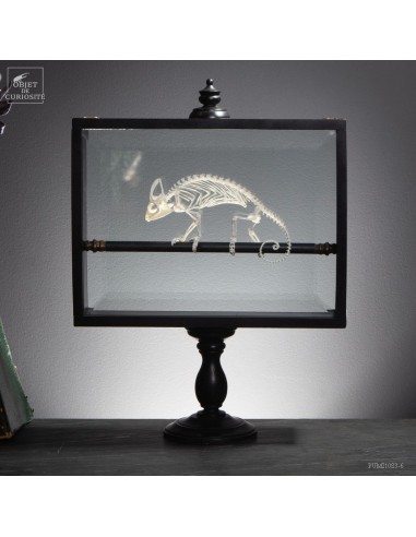 Skeleton of Chameleon Calyptratus