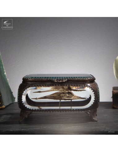 Pair of Longhead Crocodilefish in...