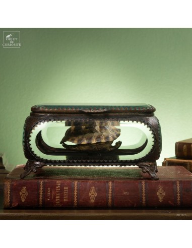 Carapace tortue terrestre de...