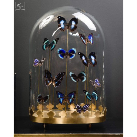 13 blue butterflies under oval glass, brass base