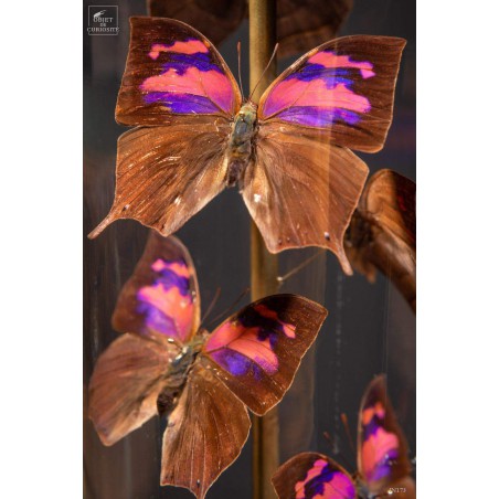 17 butterflies ANAEA NESSUS under glass with brass base
