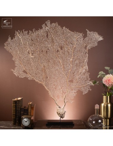 White sea fan on black stand