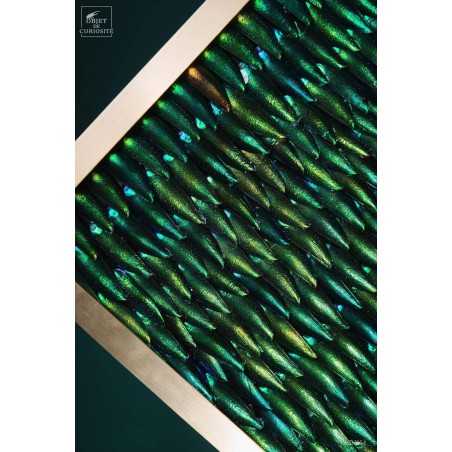 Elytra green beetle wings in square brass frame