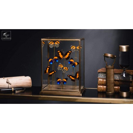 9 papillons oranges sous globe rectangulaire