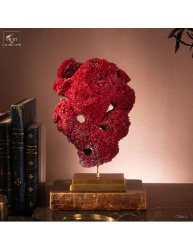Red TUBIPORA MUSICA coral