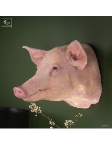 Pink young pig head Trophy