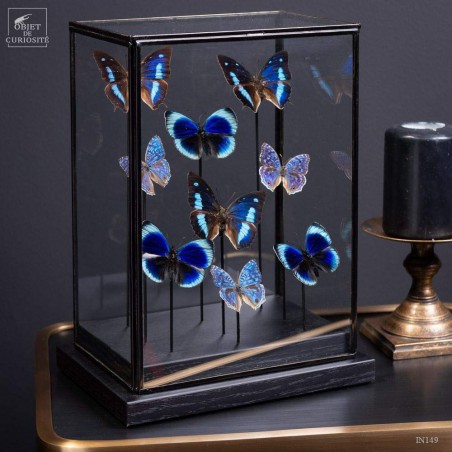 9 papillons bleus dans globe rectangulaire