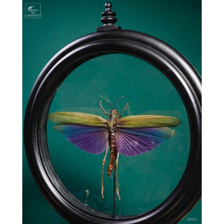 Criquet VIOLET dans reliquaire noir Criquet VIOLET dans reliquaire noir