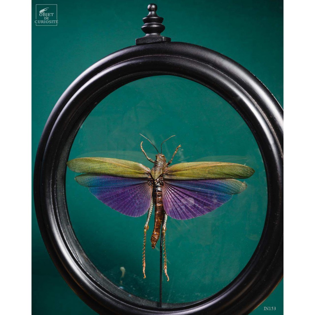 Criquet VIOLET dans reliquaire noir Criquet VIOLET dans reliquaire noir